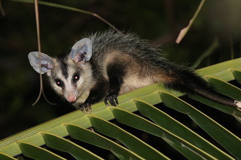 white-eared opossum venom resistance