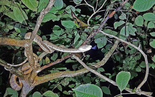 Amazon Tree Boa, Corallus hortulana