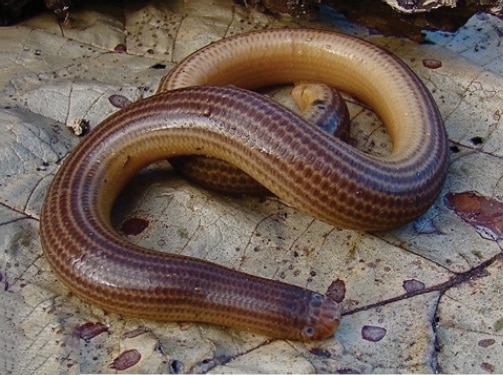 Amerotyphlops brongersmianus brongersma's worm snake