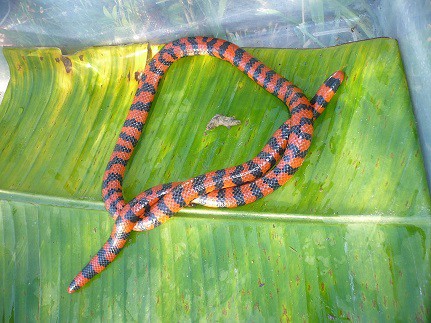 Anilius scytale american pipe snake