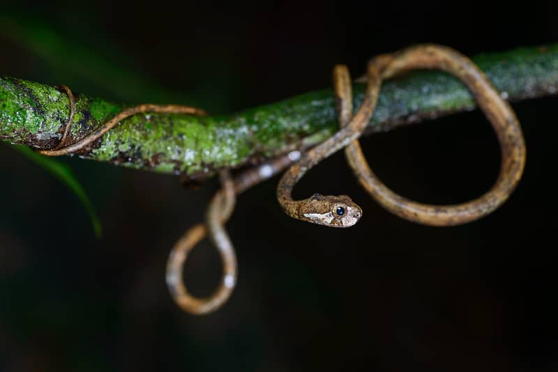 Aplopeltura blunt headed slug snake