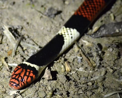 Aquatic Coralsnake Micrurus surinamensis amazon