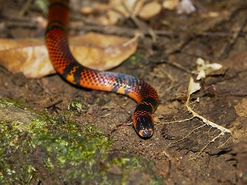 Black Ground Snake (Atractus elaps)