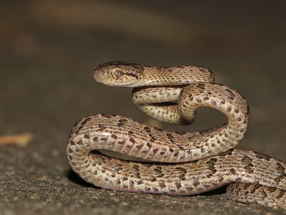 Boiga multomaculata habu snake mimic