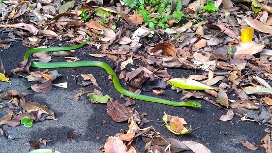 Chinese Green Snake Ptyas major