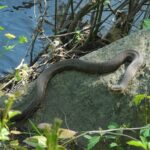 Common Watersnake Nerodia sipedon aggressive