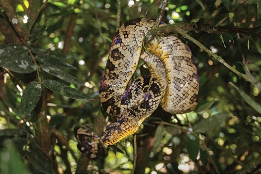 Corallus cropanii boa endangered snake