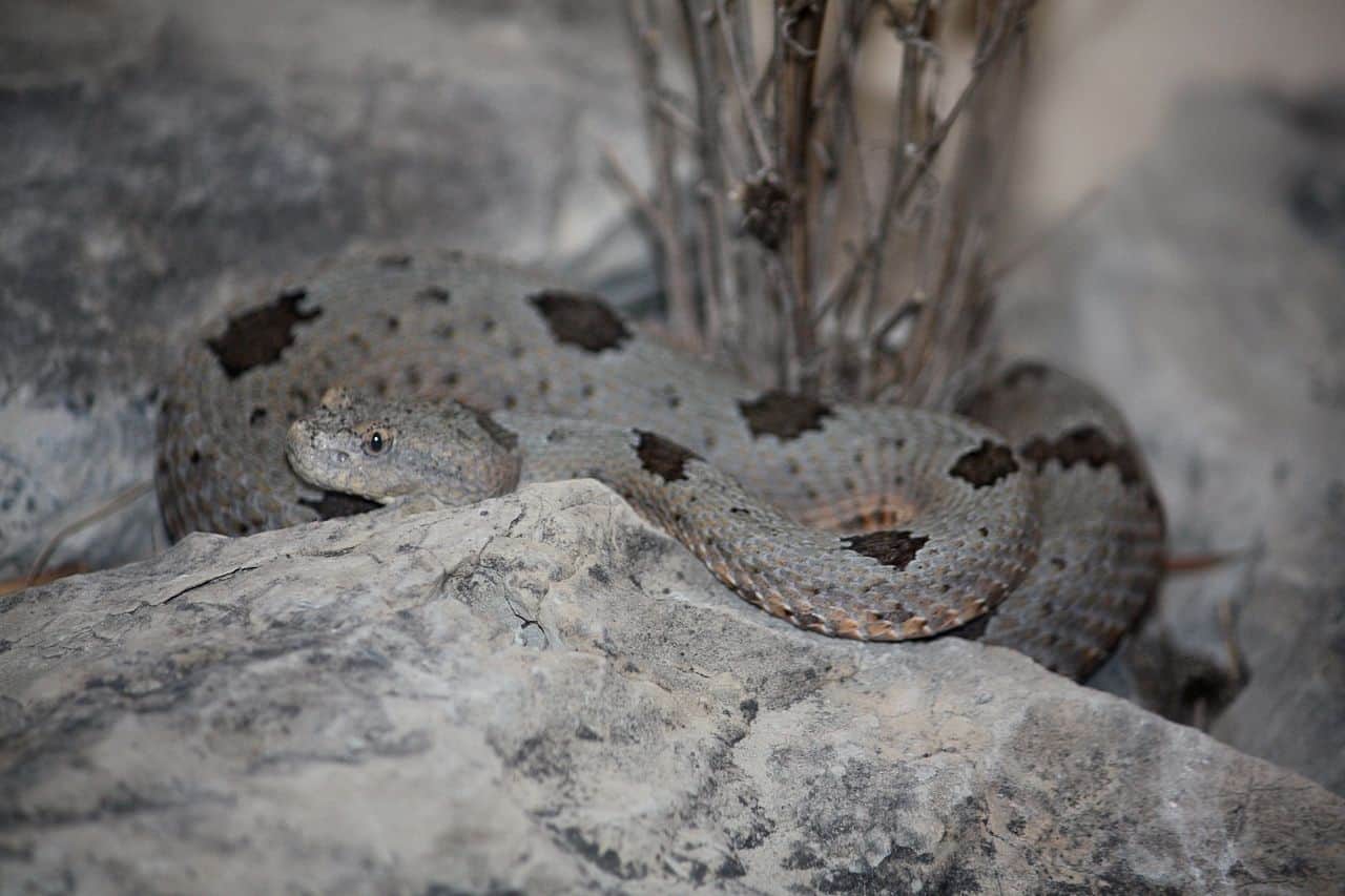 Crotalus lepidus klauberi rock rattlesnake
