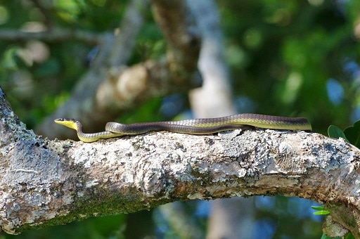 Dendrelaphis punctulatus common tree snake
