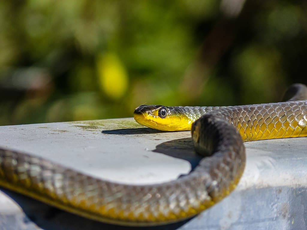 Dendrelaphis punctulatus, green tree snake