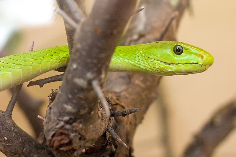 Dendroaspis angusticeps green mamba snake
