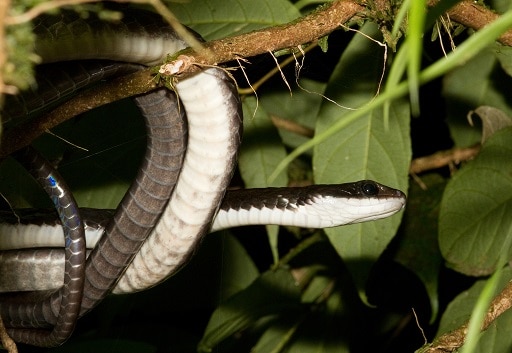 Ecuador Sipo Chironius grandisquamis amazon