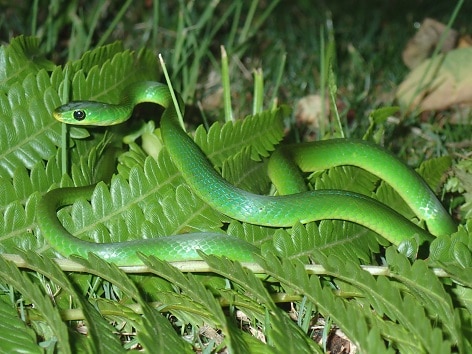 Green Water Snake Philothamnus hoplogaster