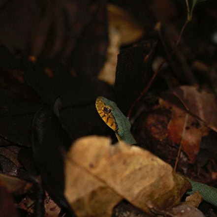 Guianan Green Snake Xenodon werneri mimic