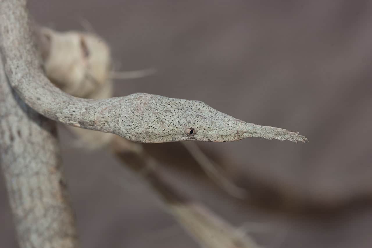 Langaha madagascariensis leaf nosed snake