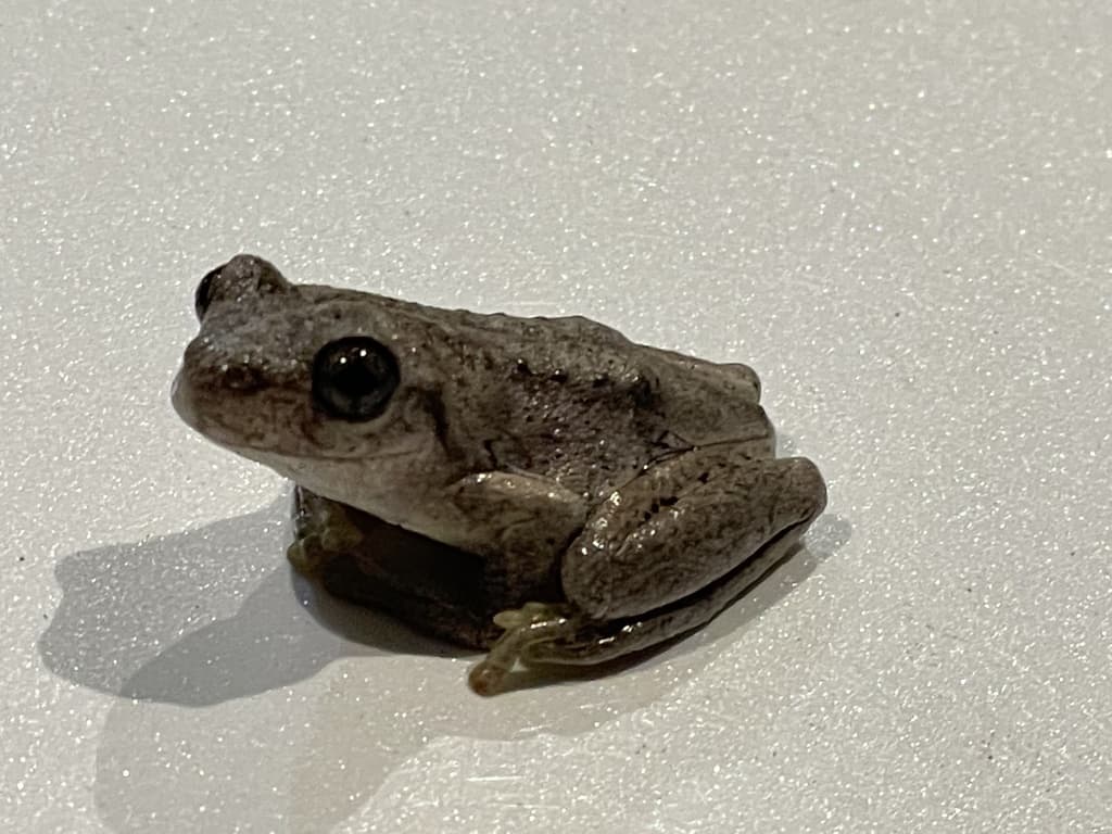 Litoria peronii green tree snake