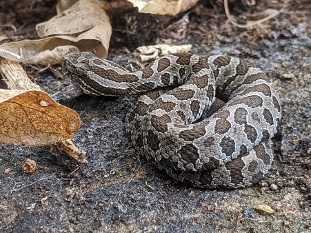 Massasauga Sistrurus catenatus canadian snake