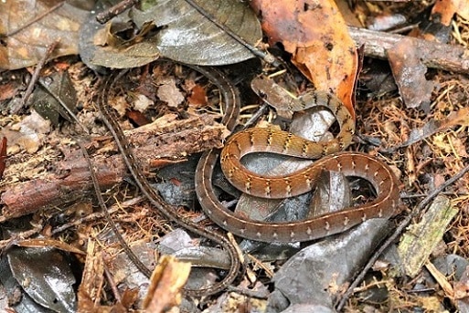 Olive Forest Racer (Dendrophidion dendrophis)