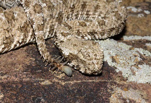 Pseudocerastes urarachnoides spider tailed viper