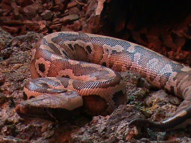Python brongersmai blood python aggressive