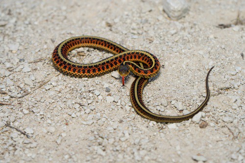 Red-sided Garter Snake (Thamnophis sirtalis)