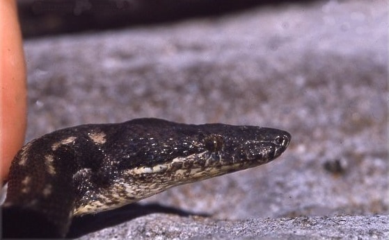 Round Island Boa (Casarea dussumieri)