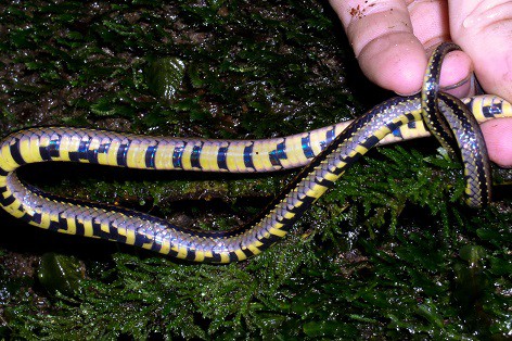 Royal Ground Snake Erythrolamprus reginae