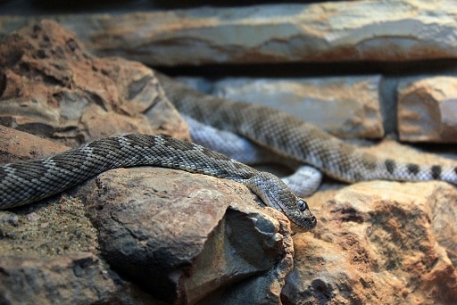 Santa Catalina Rattlesnake (Crotalus catalinensis)