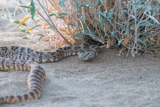 Southwestern Speckled Rattlesnake Crotalus pyrrhus
