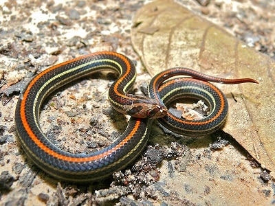 Striped Kukri Snake (Oligodon octolineatus)