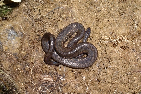 Taczanowsky's Dwarf Boa Tropidophis taczanowskyi