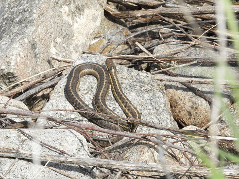 Terrestrial Garter Snake Thamnophis elegans