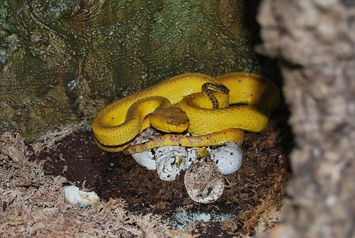 Trimeresurus mcgregori endangered pitviper phillipines