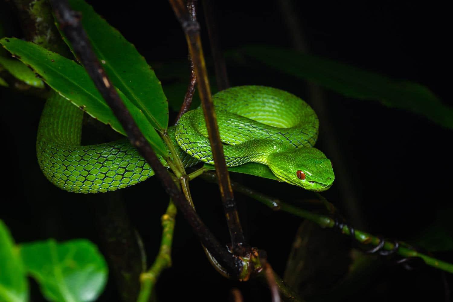 Trimeresurus popeiorum pitviper green snakes