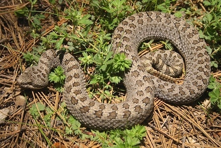 Twin Spotted Rattlesnake Crotalus pricei