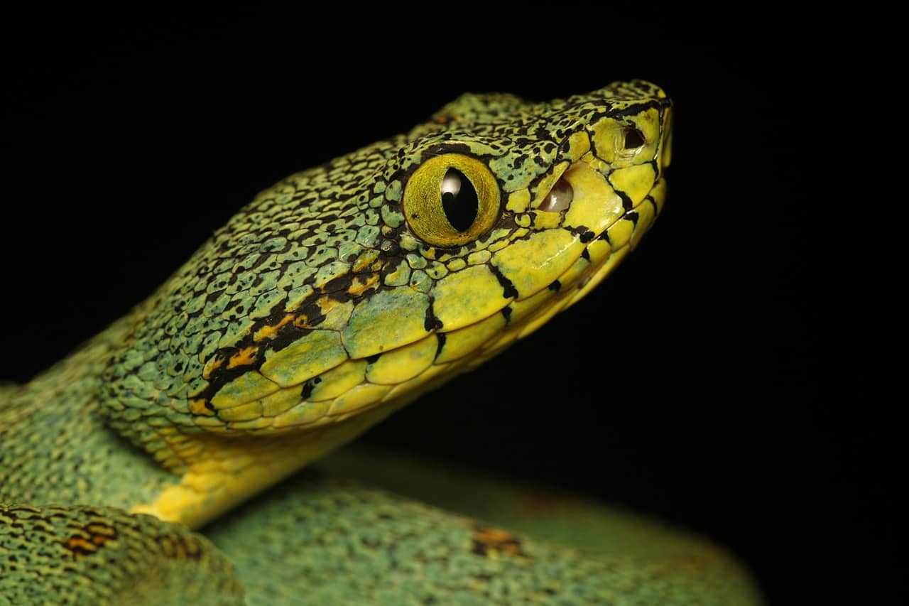 amazon rainforest snake Bothrops bilineatus