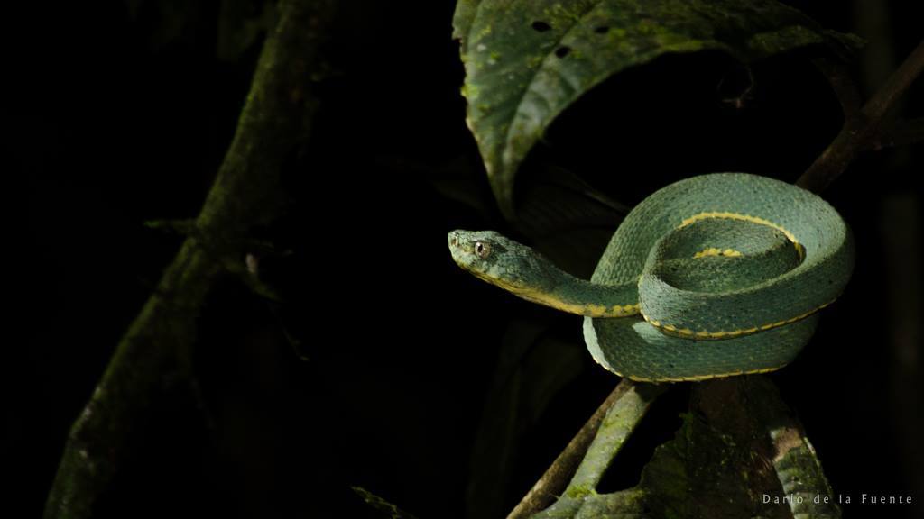 bothrops bilineatus venomous rainforest snake