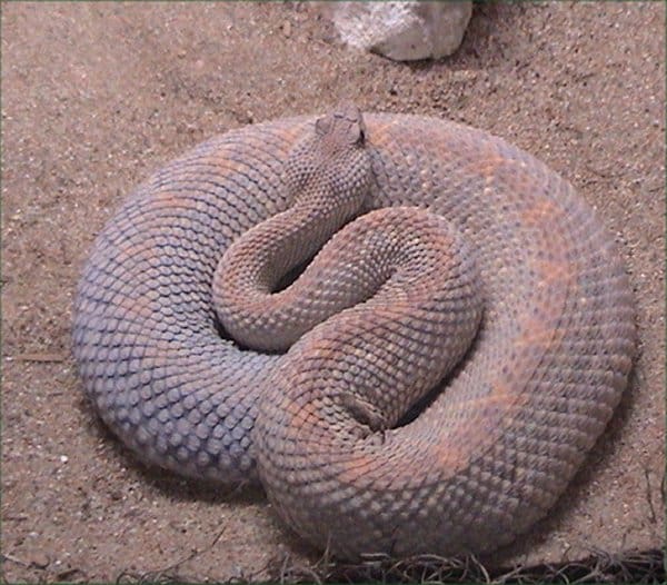 crotalus unicolor endangered aruba rattlesnake