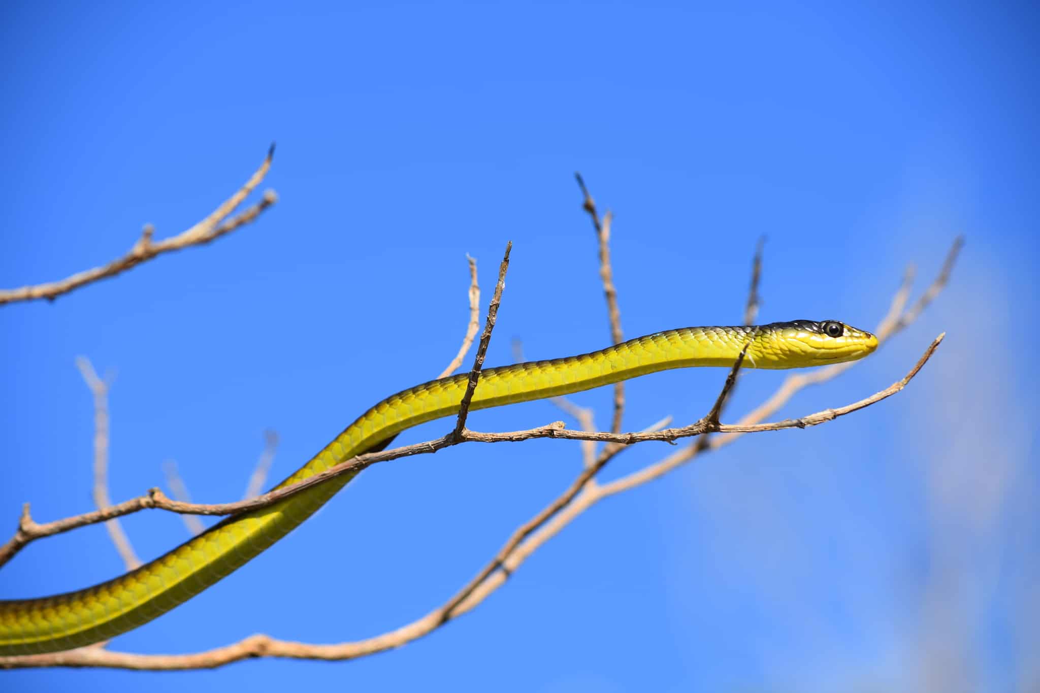 green Tree Snake Dendrelaphis punctulatus