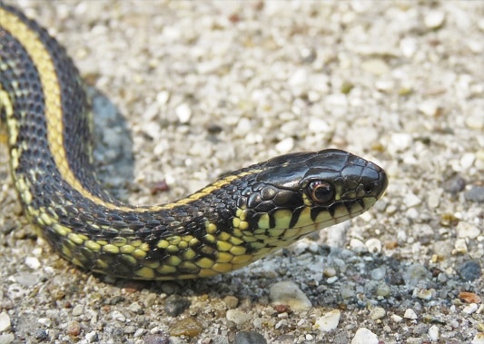 plains garter snake Thamnophis radix