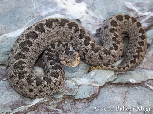 vipera anatolica senliki endangered snake