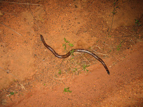 African Burrowing Python Calabaria reinhardtii