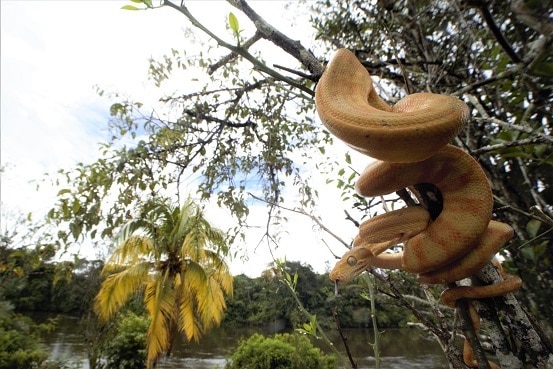 Amazon boa corallus hortulanus daytime