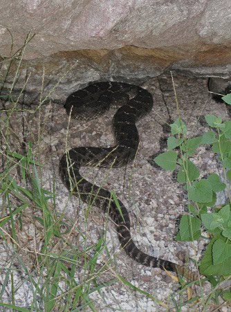 Arizona Black Rattlesnake Crotalus cerberus