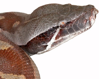 Blood Python (Python brongersmai) face