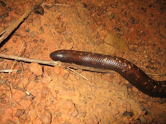 Calabaria reinhardtii, calabar burrowing python