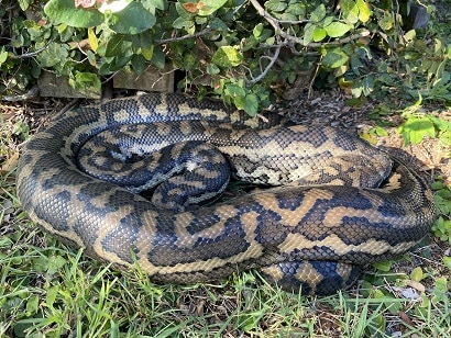 Coastal Carpet Python Morelia spilota