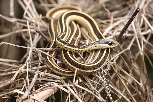 Thamnophis saurita eastern ribbon snake
