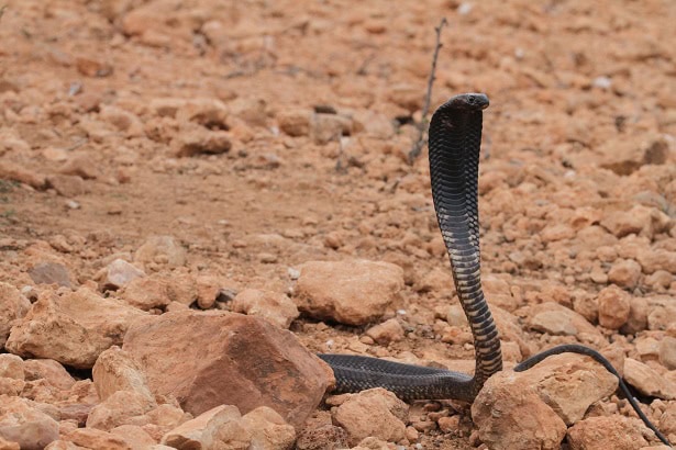 Egyptian Cobra Naja haje danger