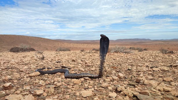 Egyptian Cobra Naja haje desert